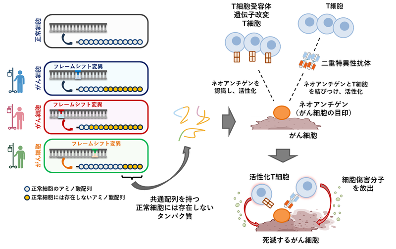 大腸がんのAPCネオアンチゲンに対するがん免疫療法の開発 ～より多くの患者を迅速に治療可能な次世代免疫治療に期待～
