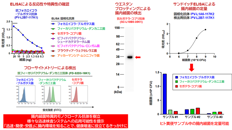 日本人に多い3種類の腸内細菌に対するモノクローナル抗体を樹立!～誰もが手軽に腸内細菌を調べられる時代への第一歩～