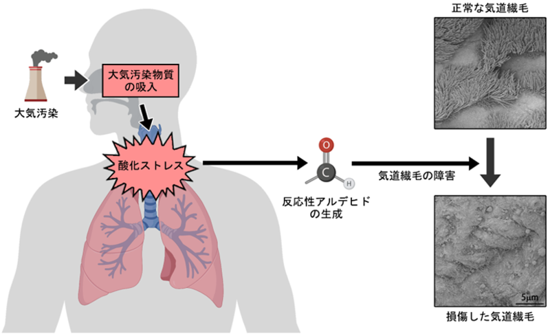 PM2.5が引き起こす呼吸器障害メカニズムを解明～呼吸器感染重症化や慢性呼吸器疾患の予防法の確立が期待～