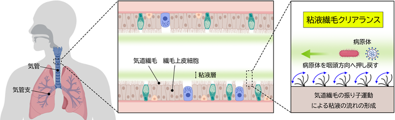 粘液繊毛クリアランス