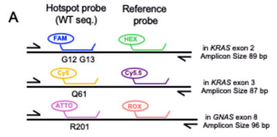 膵がんのKRAS/GNASドライバー変異を一挙捕捉する 6色マルチプレックスデジタルPCRの2つの高感度解析メソッド～臨床応用と社会実装への道筋～