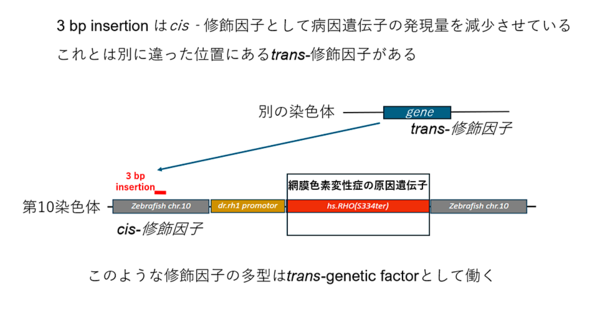 3bp insertionはcis-修飾因子として病因遺伝子の発現を減少させている。これとは別に違った位置にある<span lang=“en>trans</span>-修飾因子がある。このような修飾因子の多型は<span lang=“en>trans-genetic factor</span>として働く