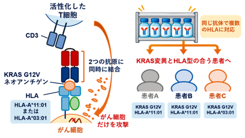 本研究の概要 複数のHLAに対応する二重特異性抗体