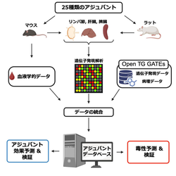 ワクチンと免疫療法薬の前臨床評価を促進する 「アジュバントデータベース」を公開