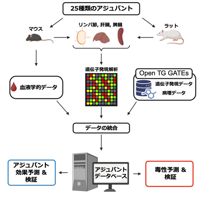 ワクチンと免疫療法薬の前臨床評価を促進する 「アジュバントデータベース」を公開