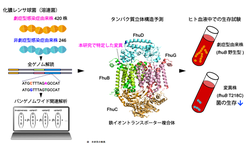 劇症型溶連菌感染症の発症メカニズムにかかわる 新たな遺伝子変異を解明